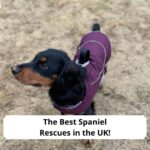 The-Best-Spaniel-Rescues-in-the-UK-template