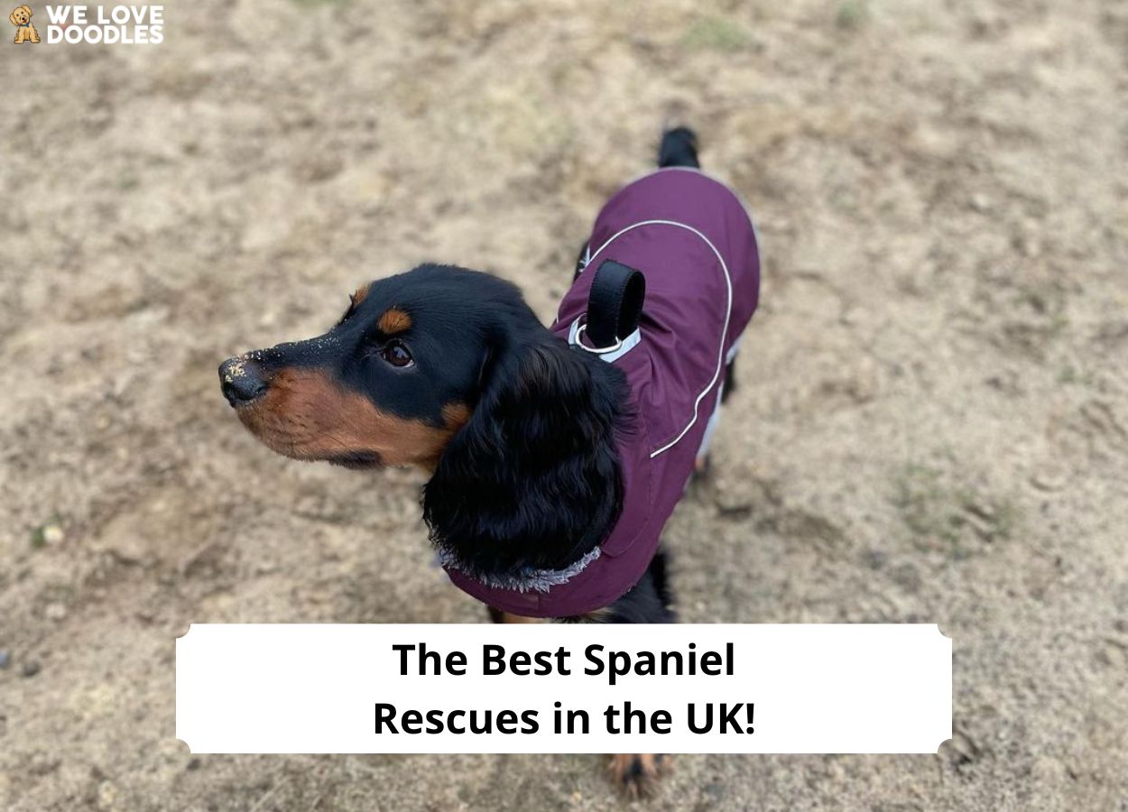 The 6 Best Spaniel Rescues in the UK! - We Love Doodles