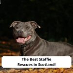 The-Best-Staffie-Rescues-in-Scotland-template