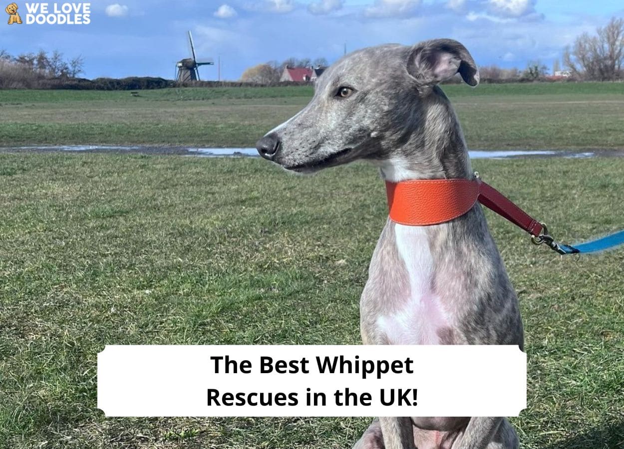 The 6 Best Whippet Rescues in the UK! (2024) We Love Doodles