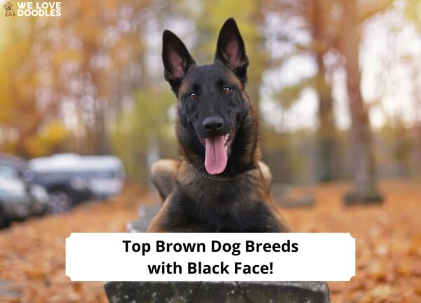 top-8-brown-dog-breeds-with-black-face