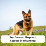 Top-German-Shepherd-Rescues-in-Oklahoma-template