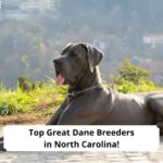 Top-Great-Dane-Breeders-in-North-Carolina-template