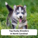 Top-Husky-Breeders-in-North-Carolina-template