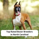 Top-Rated-Boxer-Breeders-in-North-Carolina-template