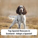 Top-Spaniel-Rescues-in-Scotland-Adopt-a-Spaniel-template