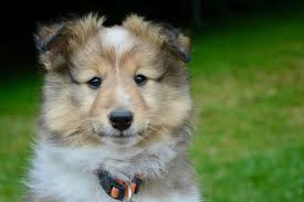 Treatment for Yellow Balls in Dog Poop