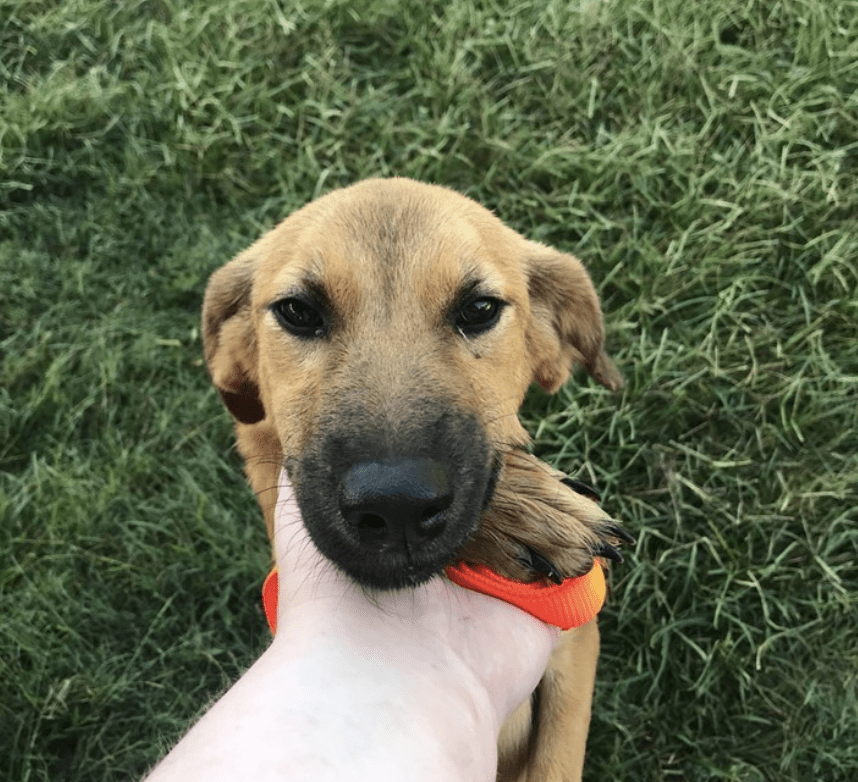 Wisconsin Rescue Dogs 5 Best Dachshund Rescues in Wisconsin! - We Love Doodles