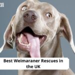 Weimaraner Rescues in the UK
