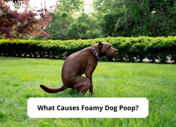 what-causes-foamy-dog-poop-common-causes-and-treatments-2023-we