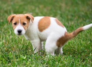 What Causes Yellow Balls in Dog Poop