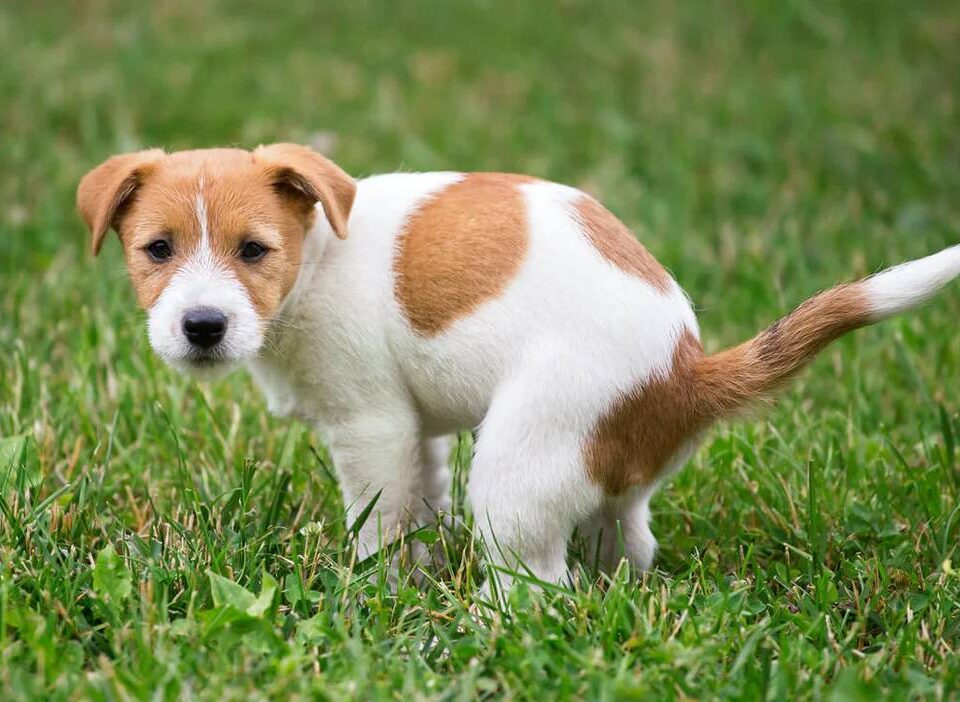 Yellow Balls in Dog Poop Causes & Treatment! (2024) We Love Doodles