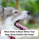 What-Does-It-Mean-When-Your-Dogs-Burp-Smells-Like-Poop-template