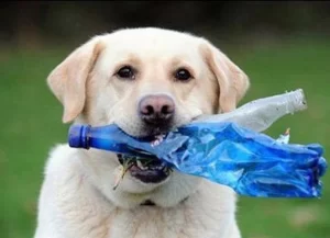 What Happens if My Dog Swallows a Plastic Bottle Cap