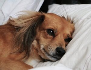 What happens if a dog licks a little bleach