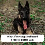 What-if-My-Dog-Swallowed-a-Plastic-Bottle-Cap-template