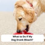What-to-Do-If-My-Dog-Drank-Bleach-template