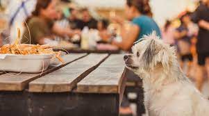 What to Do if Your Dog Has Eaten Shrimp Tails