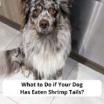 What-to-Do-if-Your-Dog-Has-Eaten-Shrimp-Tails-template