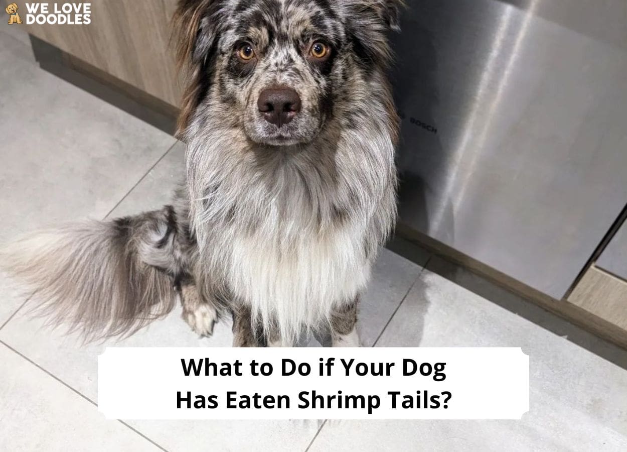 what to do if your dog eats shrimp tails