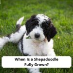 When-Is-a-Shepadoodle-Fully-Grown-template