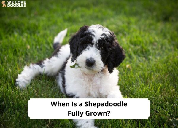 when-is-a-shepadoodle-fully-grown-growth-chart-2023-we-love-doodles