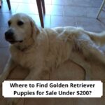 Where-to-Find-Golden-Retriever-Puppies-for-Sale-Under-200-template