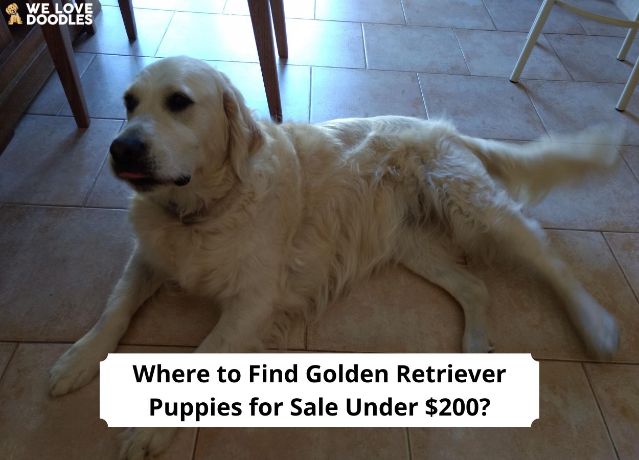 Where To Find Golden Retriever Puppies For Sale Under 200 2024 We   Where To Find Golden Retriever Puppies For Sale Under 200 Template 