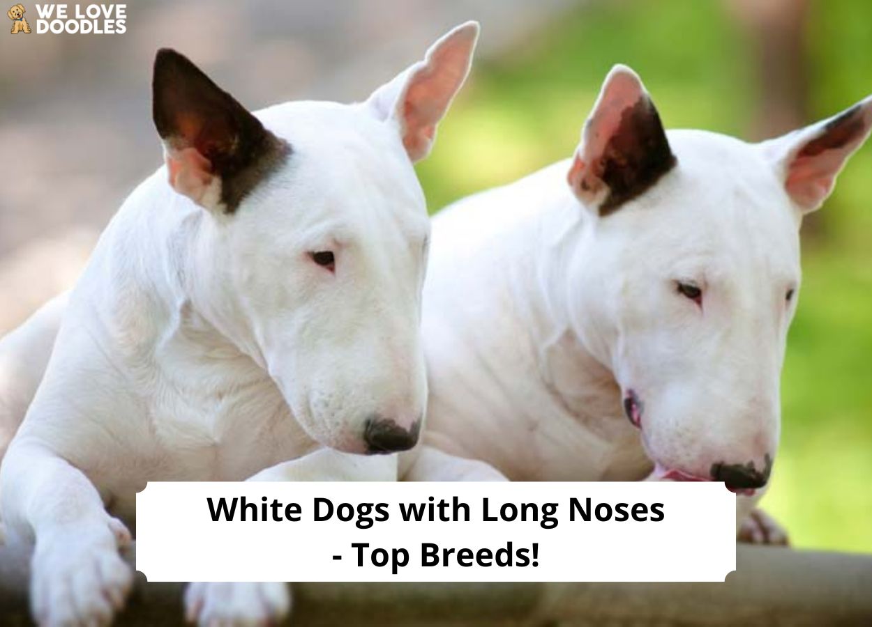 White Dogs with Long Noses – Top 7 Breeds!