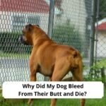 Why-Did-My-Dog-Bleed-From-Their-Butt-and-Die-template