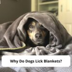 Why-Do-Dogs-Lick-Blankets-template