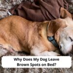 Why-Does-My-Dog-Leave-Brown-Spots-on-Bed-template
