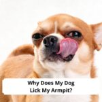 Why-Does-My-Dog-Lick-My-Armpit-Top-Reasons-template