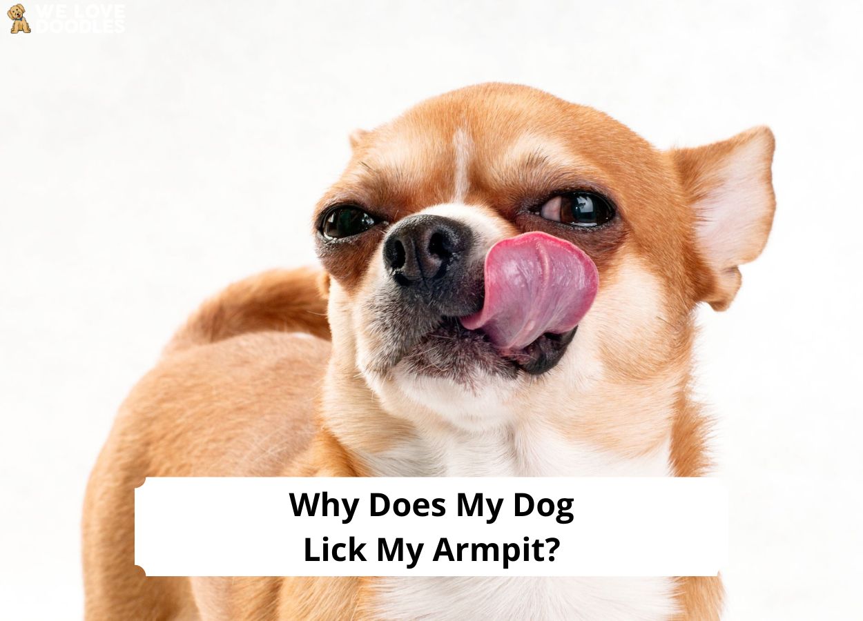 Why Does My Dog Lick My Armpit? (2023) We Love Doodles