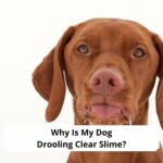 Why-Is-My-Dog-Drooling-Clear-Slime-template