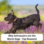 Why-Schnauzers-are-the-Worst-Dogs-Top-Reasons-template