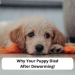 Why-Your-Puppy-Died-After-Deworming-template