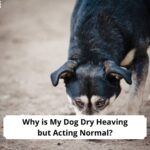 Why-is-My-Dog-Dry-Heaving-but-Acting-Normal-template