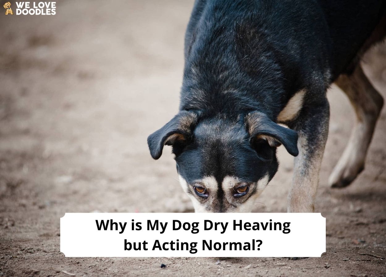 Why is My Dog Dry Heaving but Acting Normal? Possible Causes and