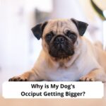 Why-is-My-Dogs-Occiput-Getting-Bigger-template