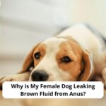 Why-is-My-Female-Dog-Leaking-Brown-Fluid-from-Anus-template