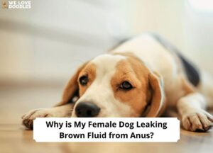Why Is My Female Dog Leaking Brown Fluid from Anus? Causes and