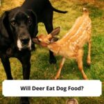 Will-Deer-Eat-Dog-Food-template