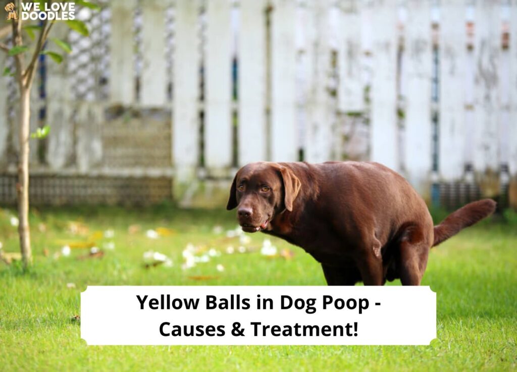 Yellow-Balls-in-Dog-Poop-Causes-Treatment-template