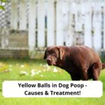 Yellow-Balls-in-Dog-Poop-Causes-Treatment-template