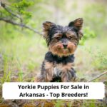 Yorkie-Puppies-For-Sale-in-Arkansas-Top-Breeders-template