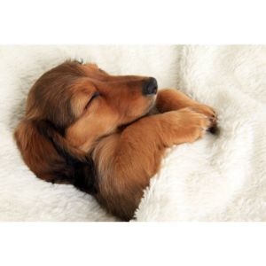 Best-Places-to-Find-Dachshund-Puppies-for-Sale-Under-500