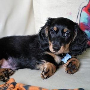 Petfinder