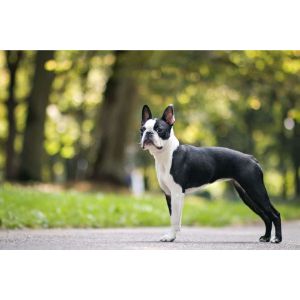 Petclassifieds