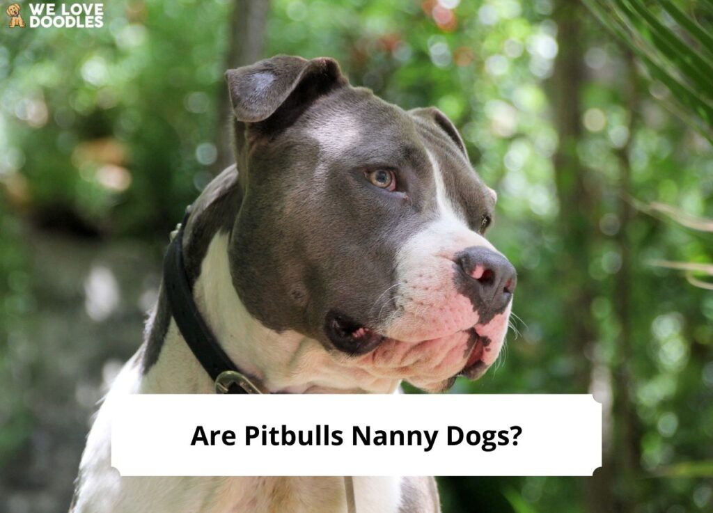 were pit bulls used as nanny dogs